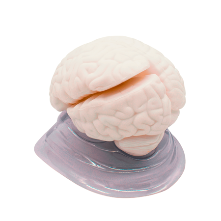 Модель «Мозг в разрезе»